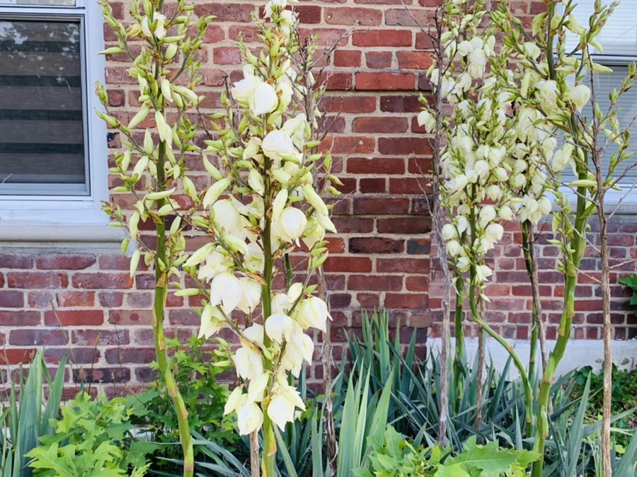 IMG_5325.jpg?type=w966