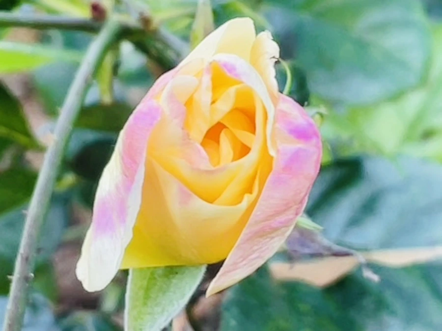 IMG_6023.jpg?type=w966