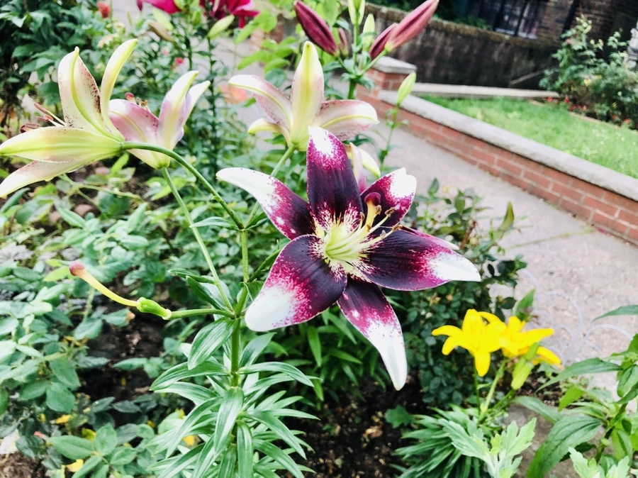 IMG_0240.jpg?type=w966