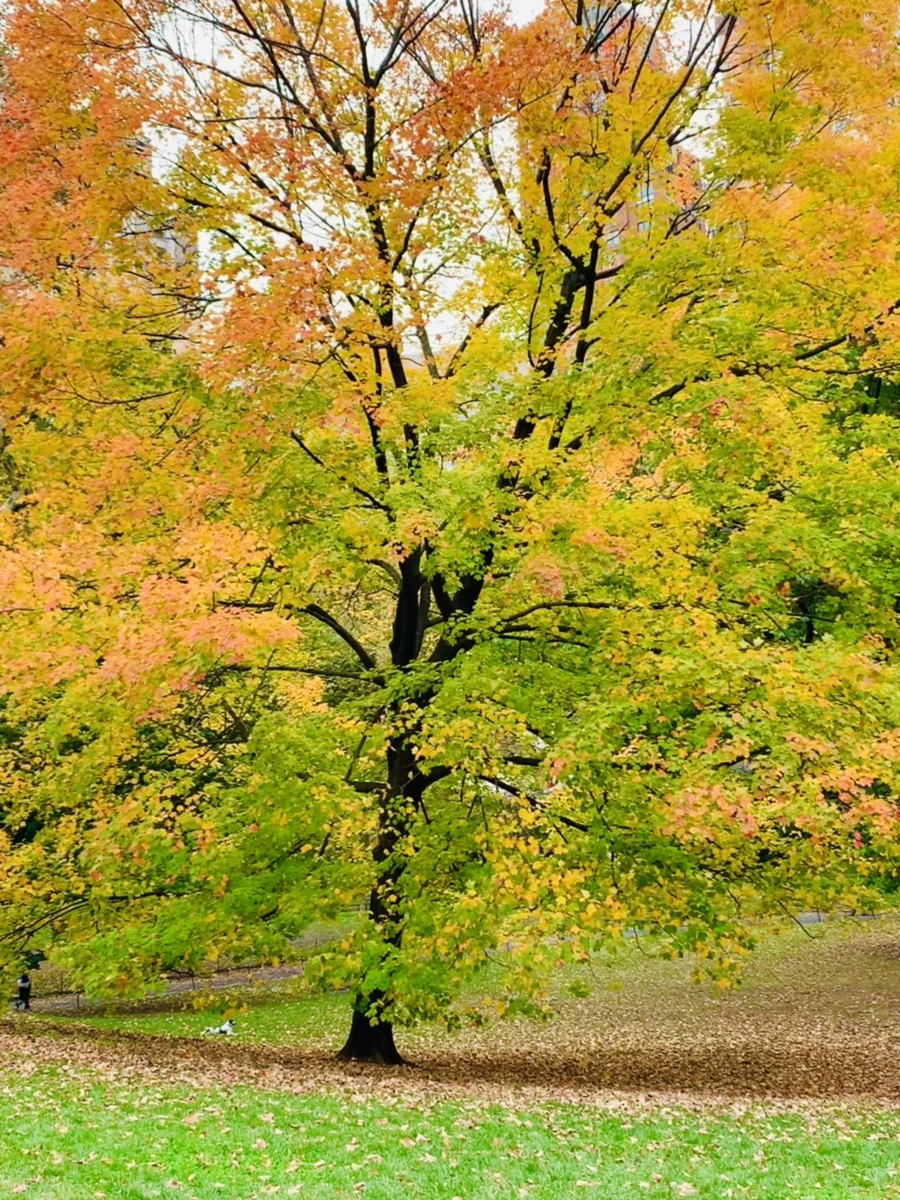 IMG_0239.jpg?type=w966