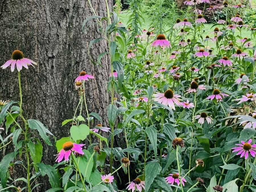 IMG_1011.jpg?type=w966