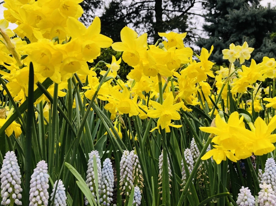 IMG_3761.jpg?type=w966