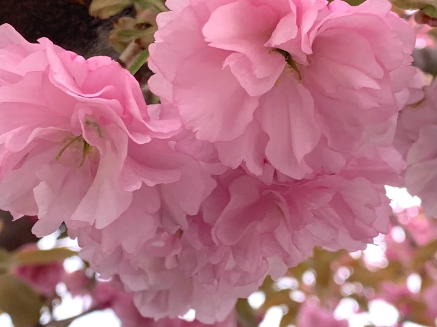 IMG_5482.jpg?type=w966