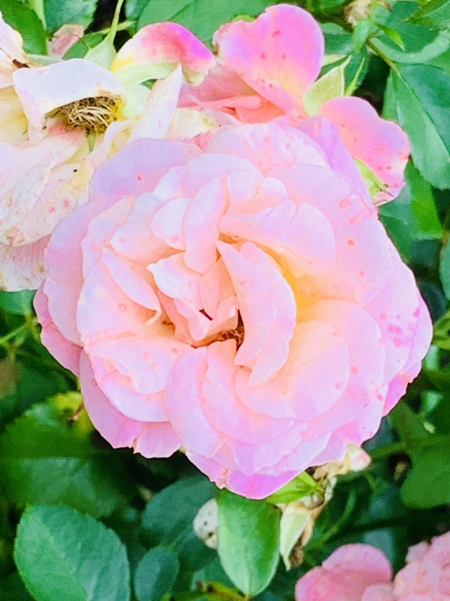 IMG_0449.jpg?type=w966