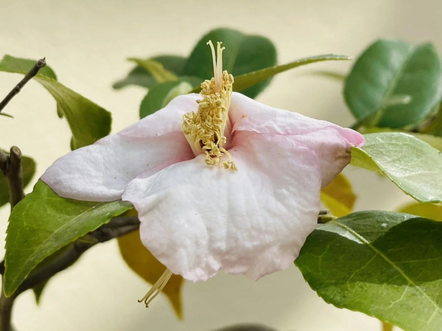 IMG_5211.jpg?type=w966