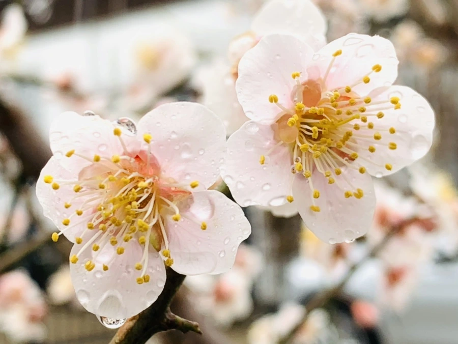 IMG_1774.jpg?type=w966