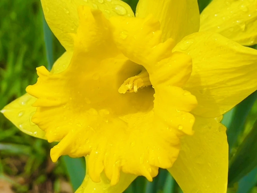 IMG_7441.jpg?type=w966