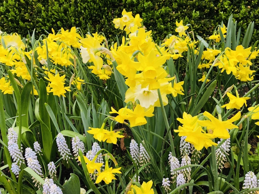 IMG_3762.jpg?type=w966