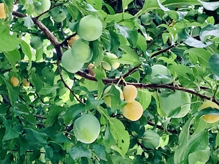 IMG_7206.jpg?type=w966