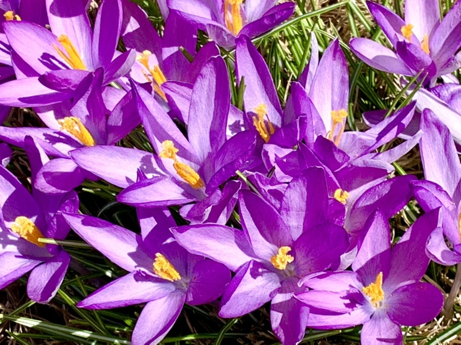 IMG_0687.jpg?type=w966