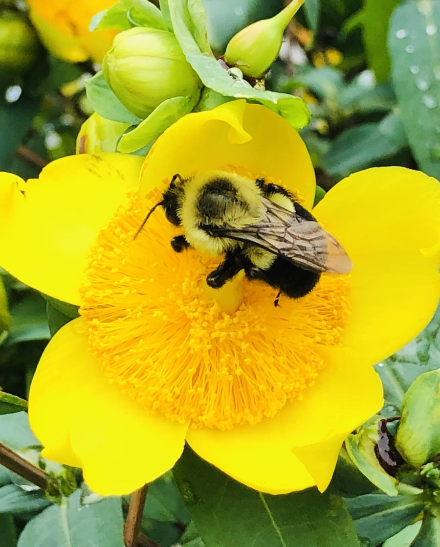 IMG_1223.jpg?type=w966