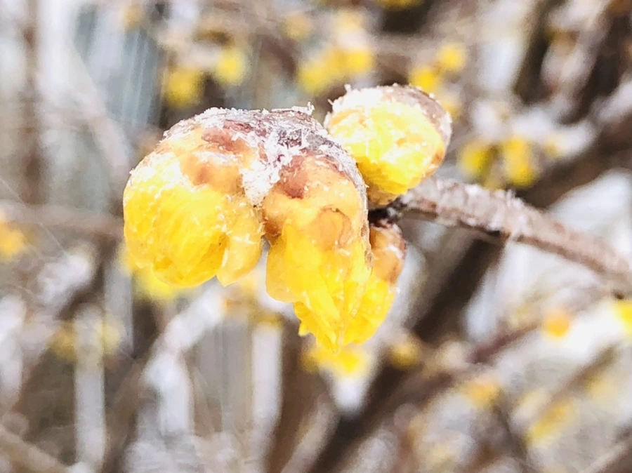 IMG_3512.jpg?type=w966