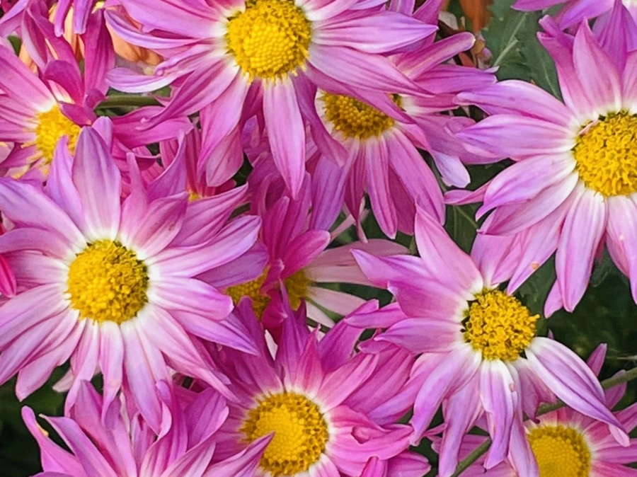 IMG_1146.jpg?type=w966