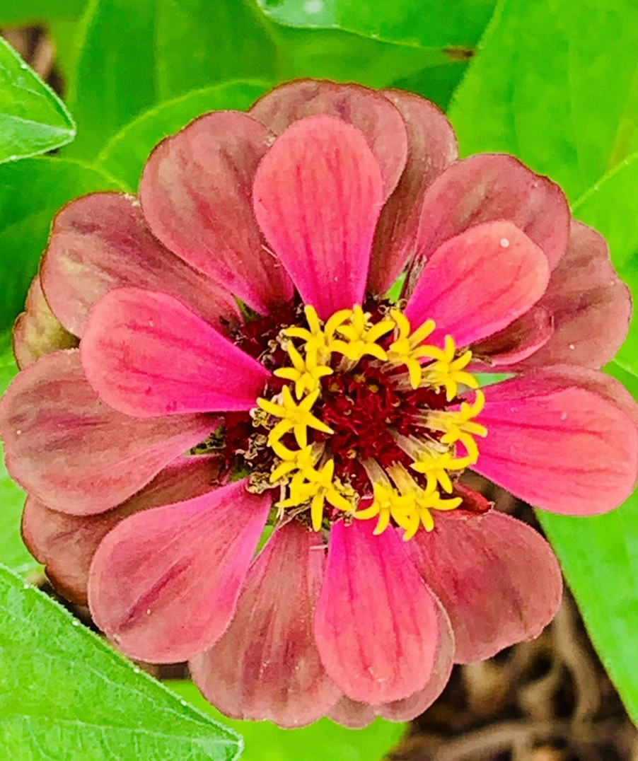 IMG_0485.jpg?type=w966