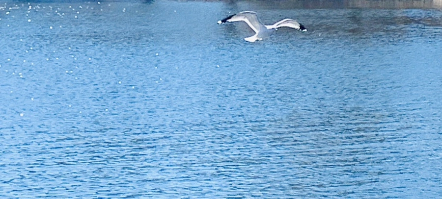 IMG_7652.jpg?type=w966