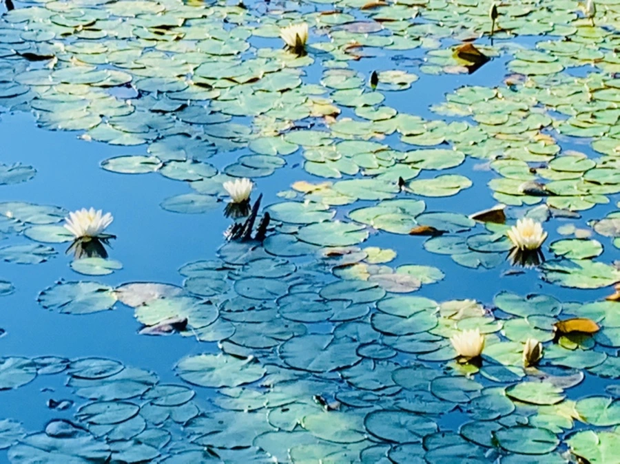 IMG_4304.jpg?type=w966