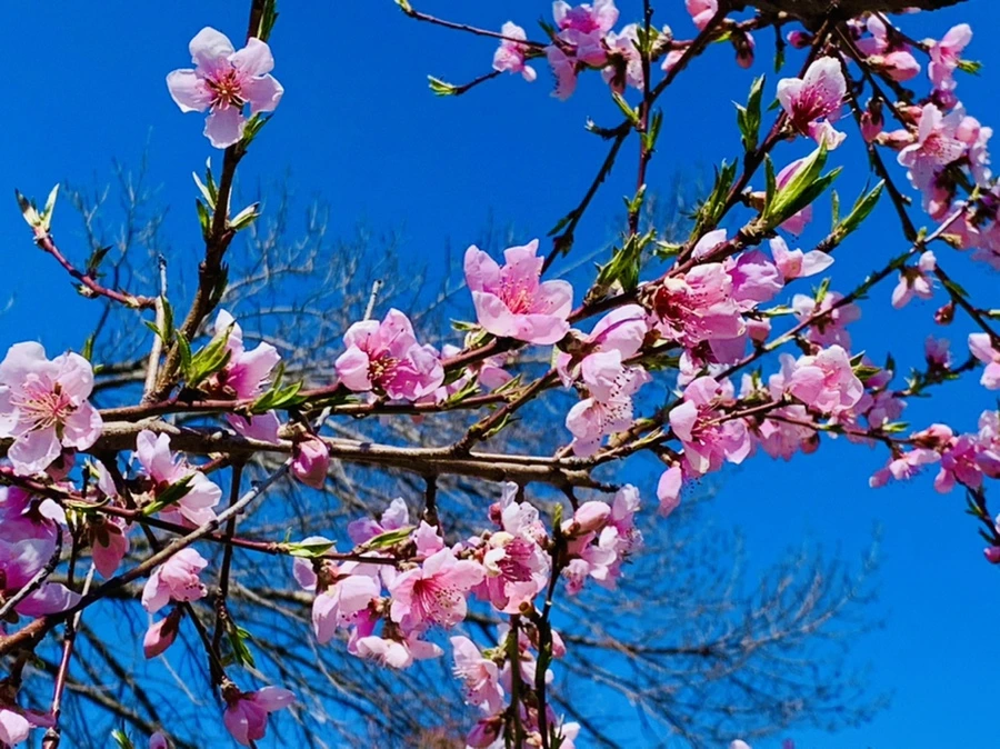 IMG_8172.jpg?type=w966