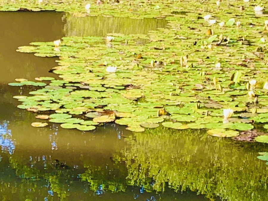 IMG_4290.jpg?type=w966