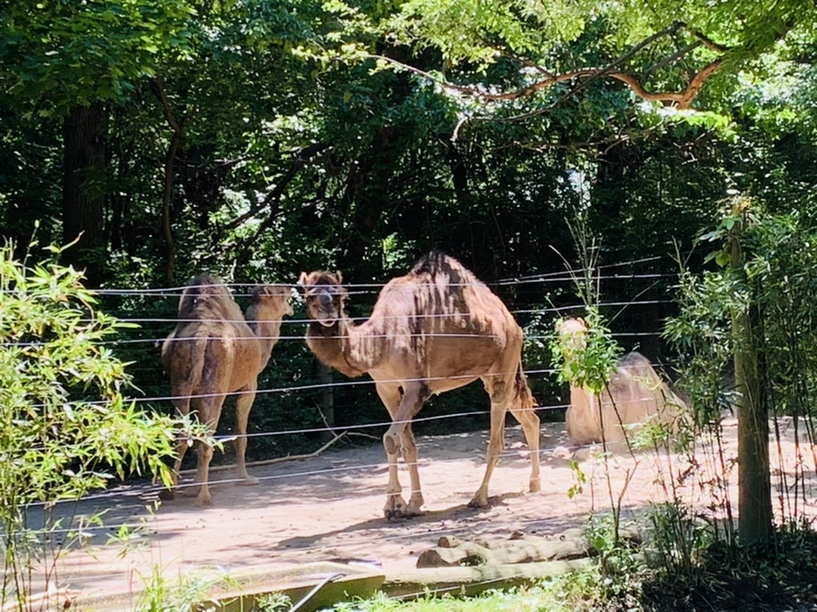 IMG_4183.jpg?type=w966