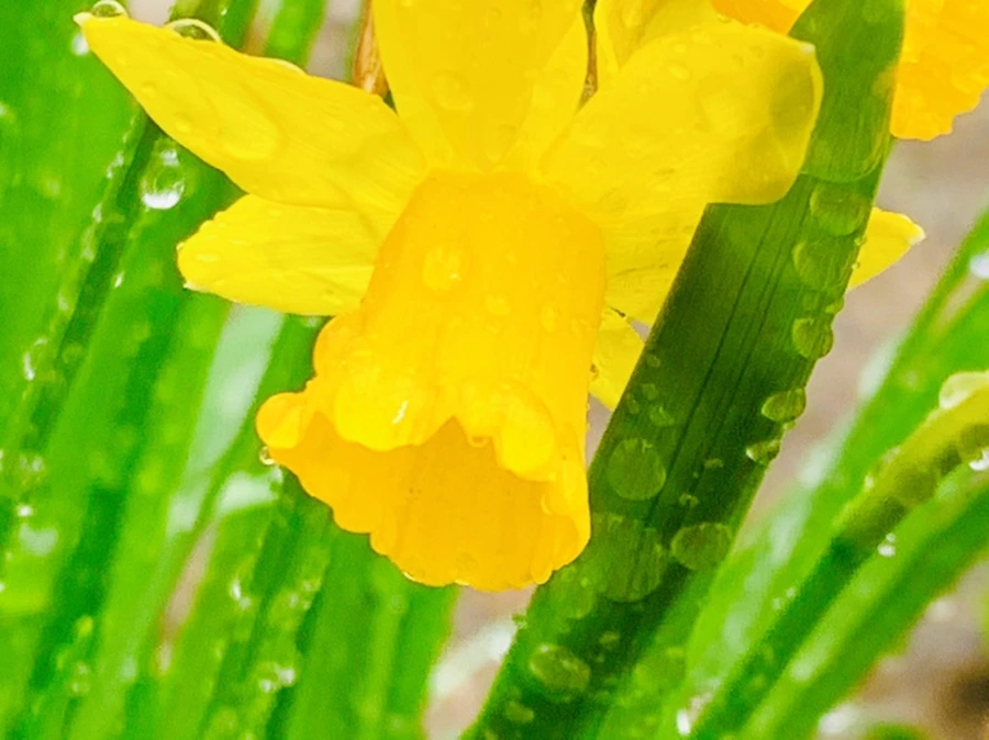 IMG_5018.jpg?type=w966