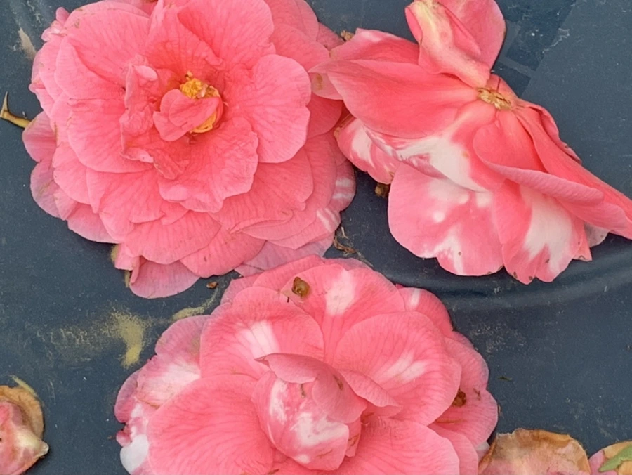 IMG_7781.jpg?type=w966