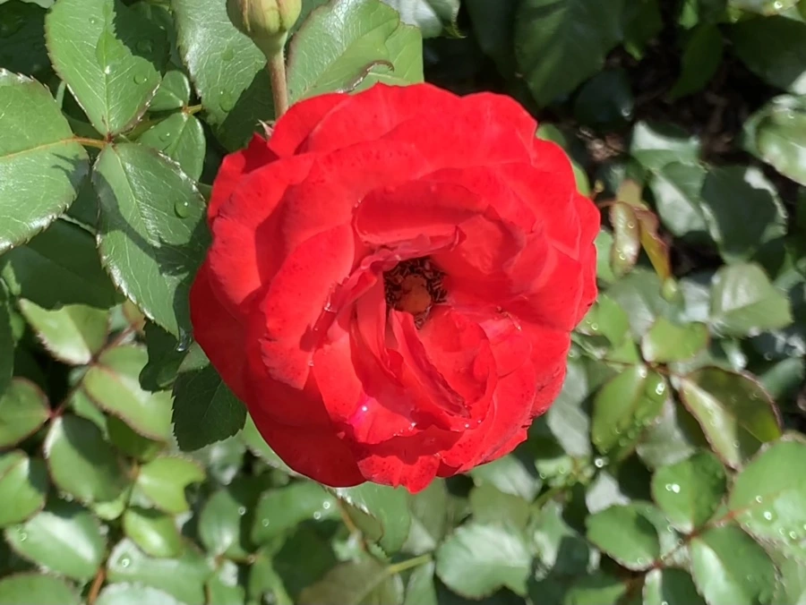 IMG_8473.jpg?type=w966