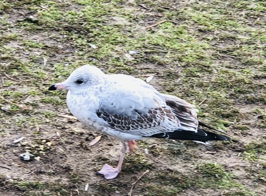 IMG_9908.jpg?type=w966