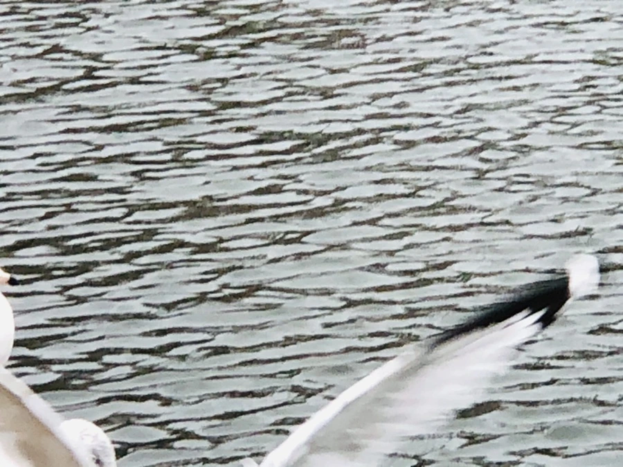 IMG_9606.jpg?type=w966