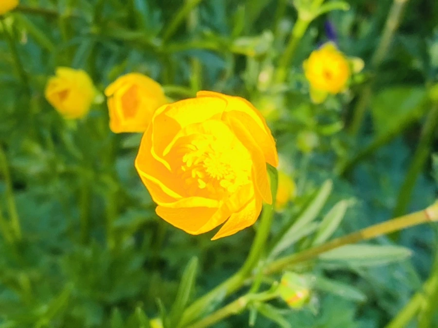 IMG_2057.jpg?type=w966