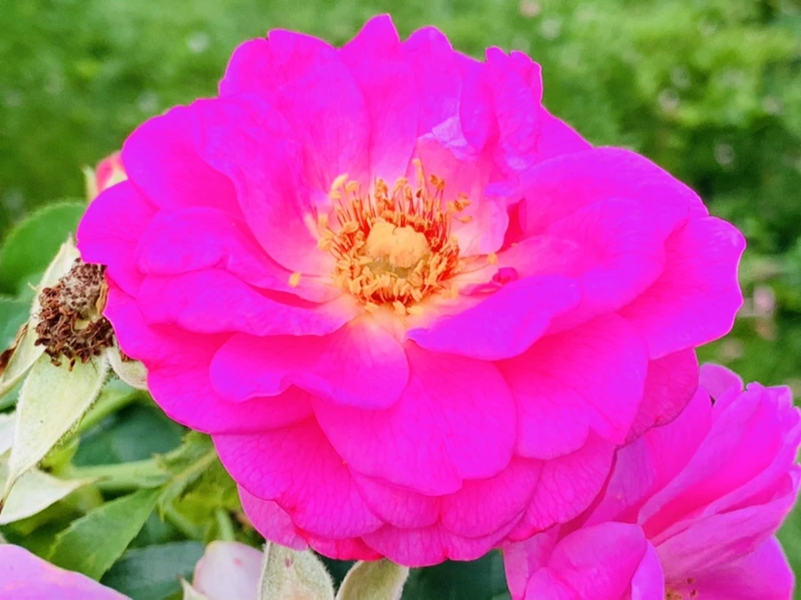 IMG_5013.jpg?type=w966