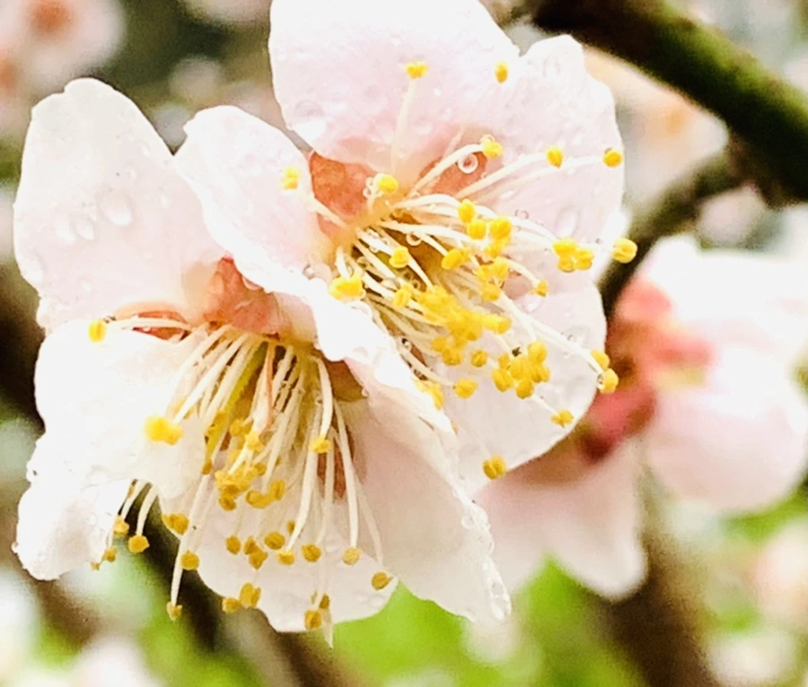 IMG_1849.jpg?type=w966