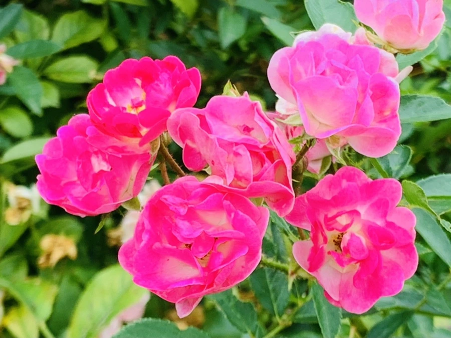 IMG_6903.jpg?type=w966