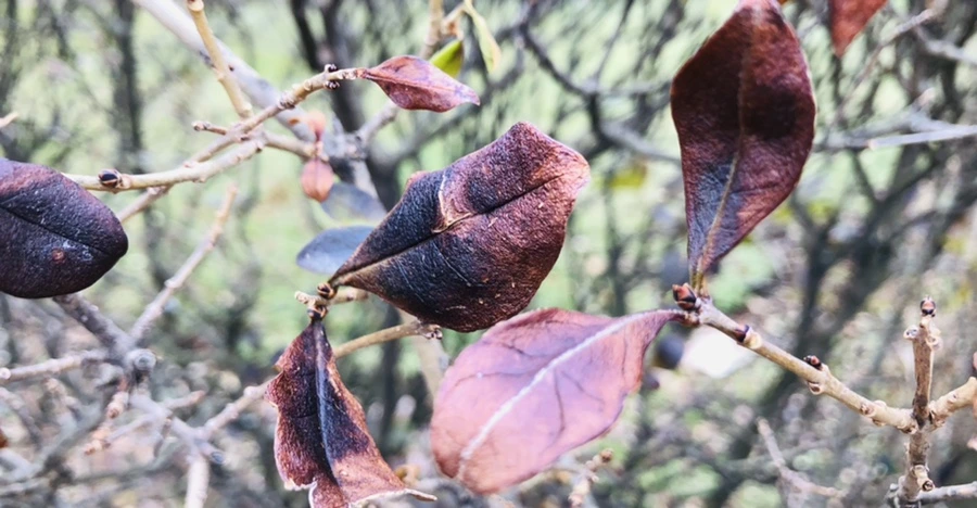 IMG_3109.jpg?type=w966