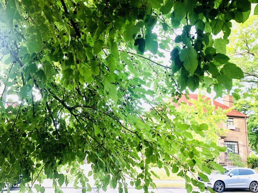 IMG_0932.jpg?type=w966