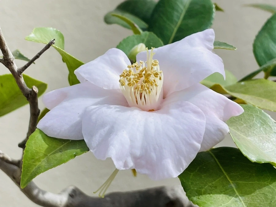 IMG_4193.jpg?type=w966