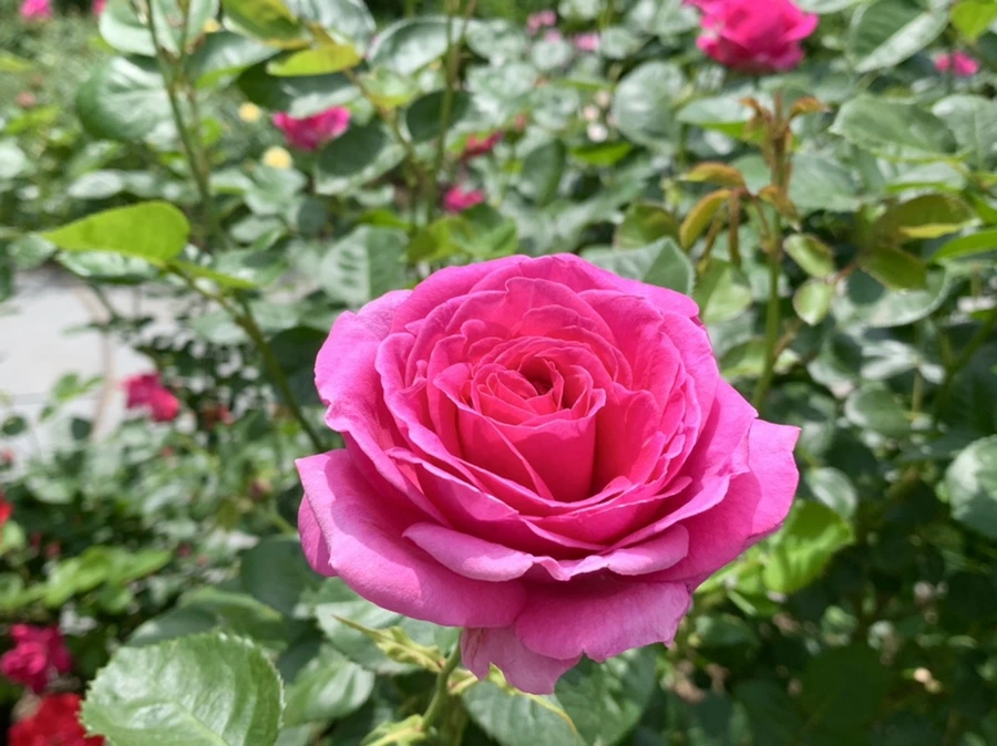 IMG_8537.jpg?type=w966