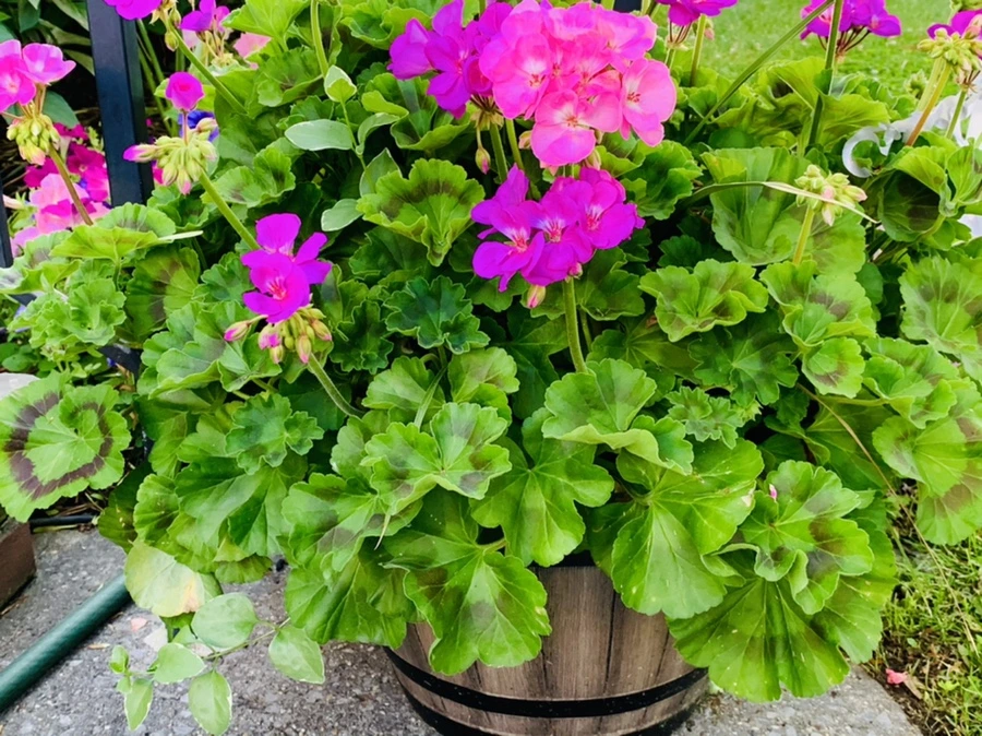 IMG_3023.jpg?type=w966