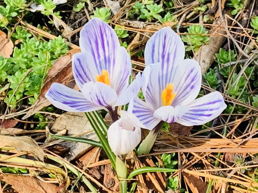 IMG_4381.jpg?type=w966