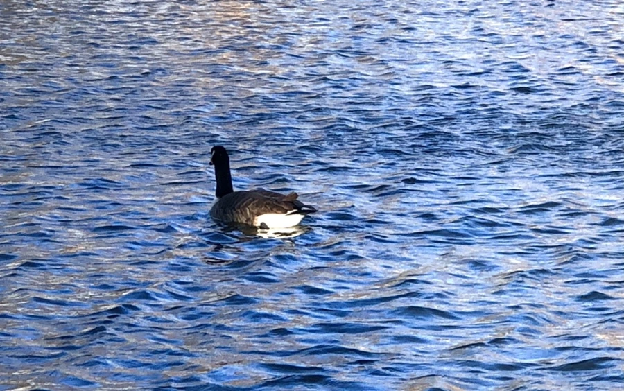 IMG_3750.jpg?type=w966