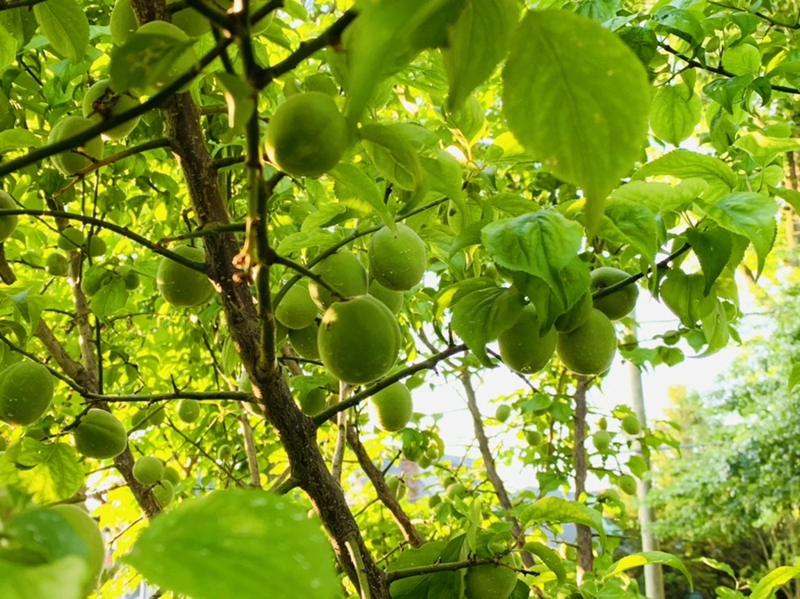 IMG_2994.jpg?type=w966