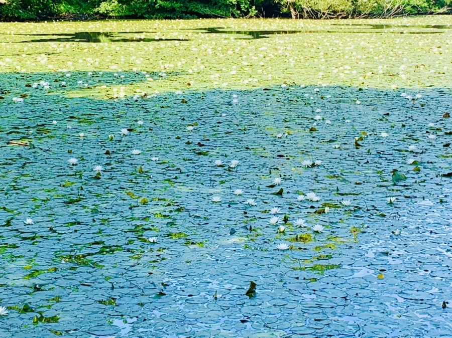 IMG_1217.jpg?type=w966