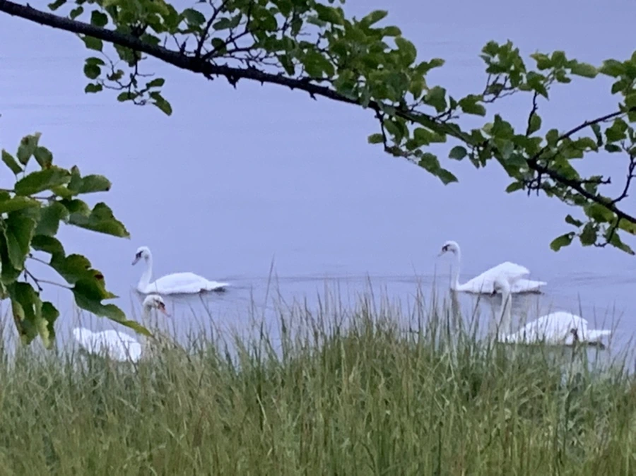 IMG_6626.jpg?type=w966