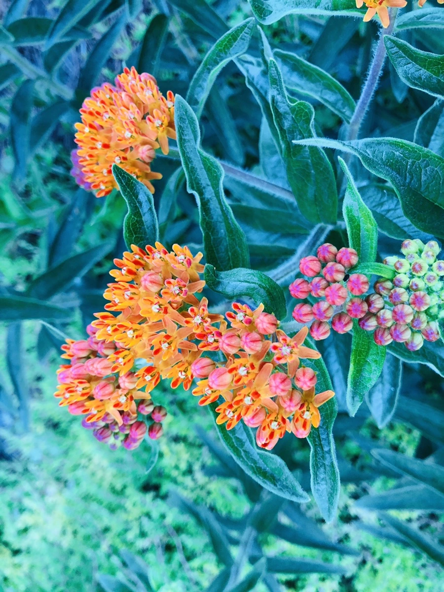 IMG_9382.jpg?type=w966