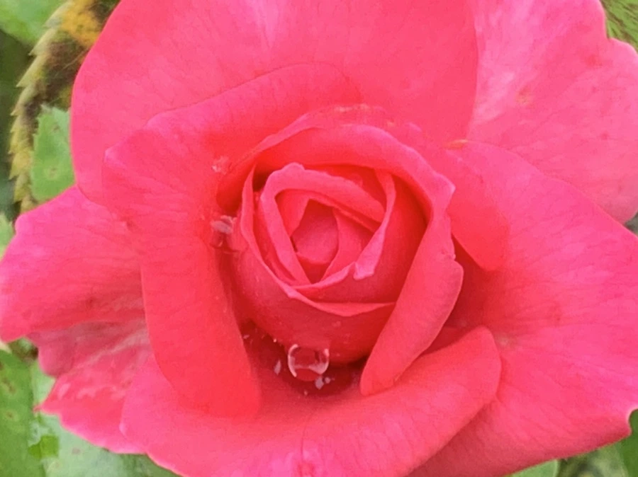 IMG_6924.jpg?type=w966