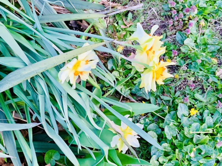 IMG_7423.jpg?type=w966