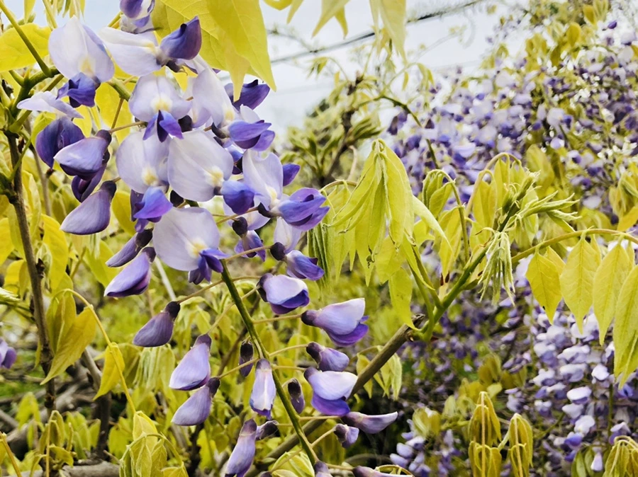 IMG_7250.jpg?type=w966