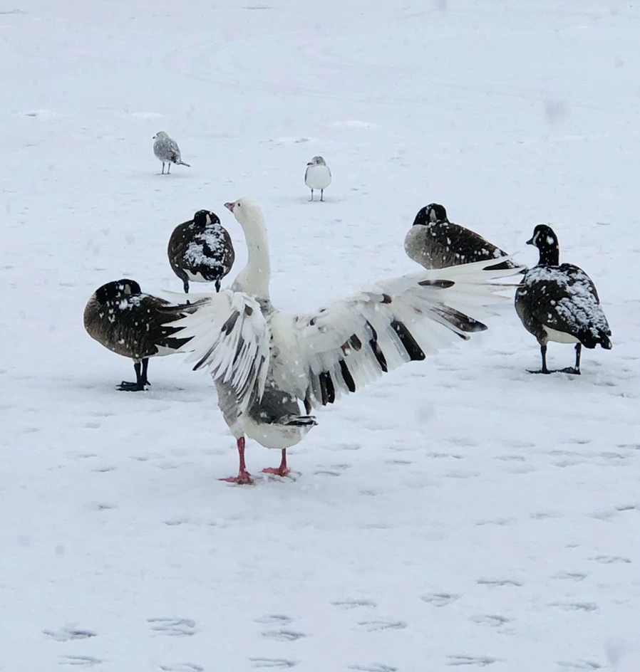 IMG_4154.jpg?type=w966