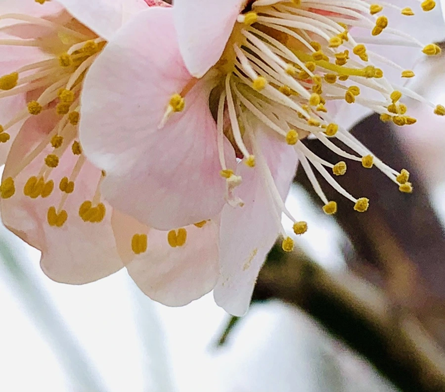 IMG_1696.jpg?type=w966