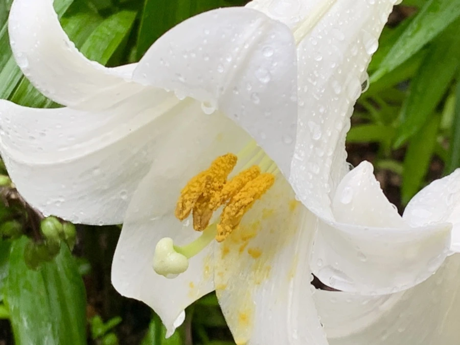 IMG_0125.jpg?type=w966