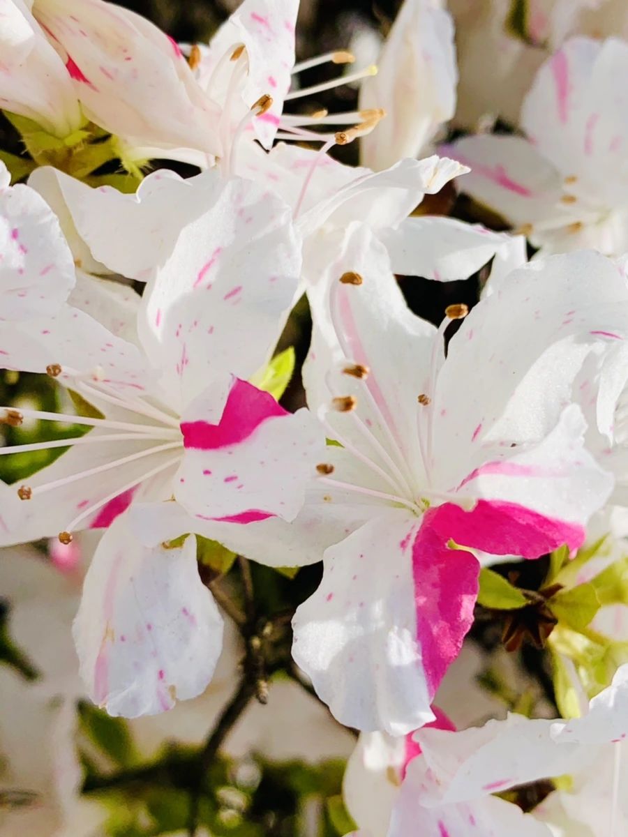 IMG_1075.jpg?type=w966